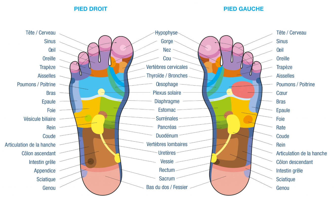 Représentation des zones réflexes du pieds